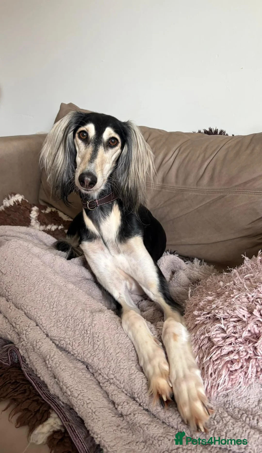 Saluki dogs for sale: Beautiful Saluki pups from champion lines - Advert 2