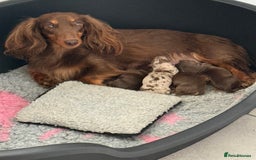 Dachshund dogs for sale: KC Long Haired Miniature Dachshund Puppies - Image 2
