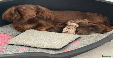 Dachshund dogs - Advert 10