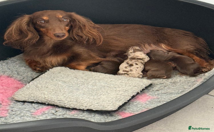 Dachshund dogs - Advert 1