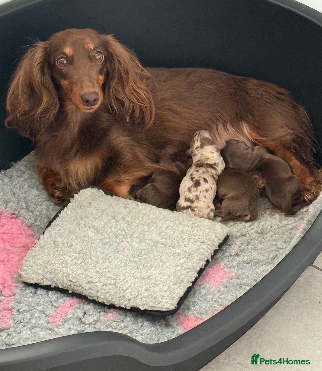 Dachshund dogs for sale: KC Long Haired Miniature Dachshund Puppies - Image 2