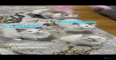 Ragdoll cats - Advert 6
