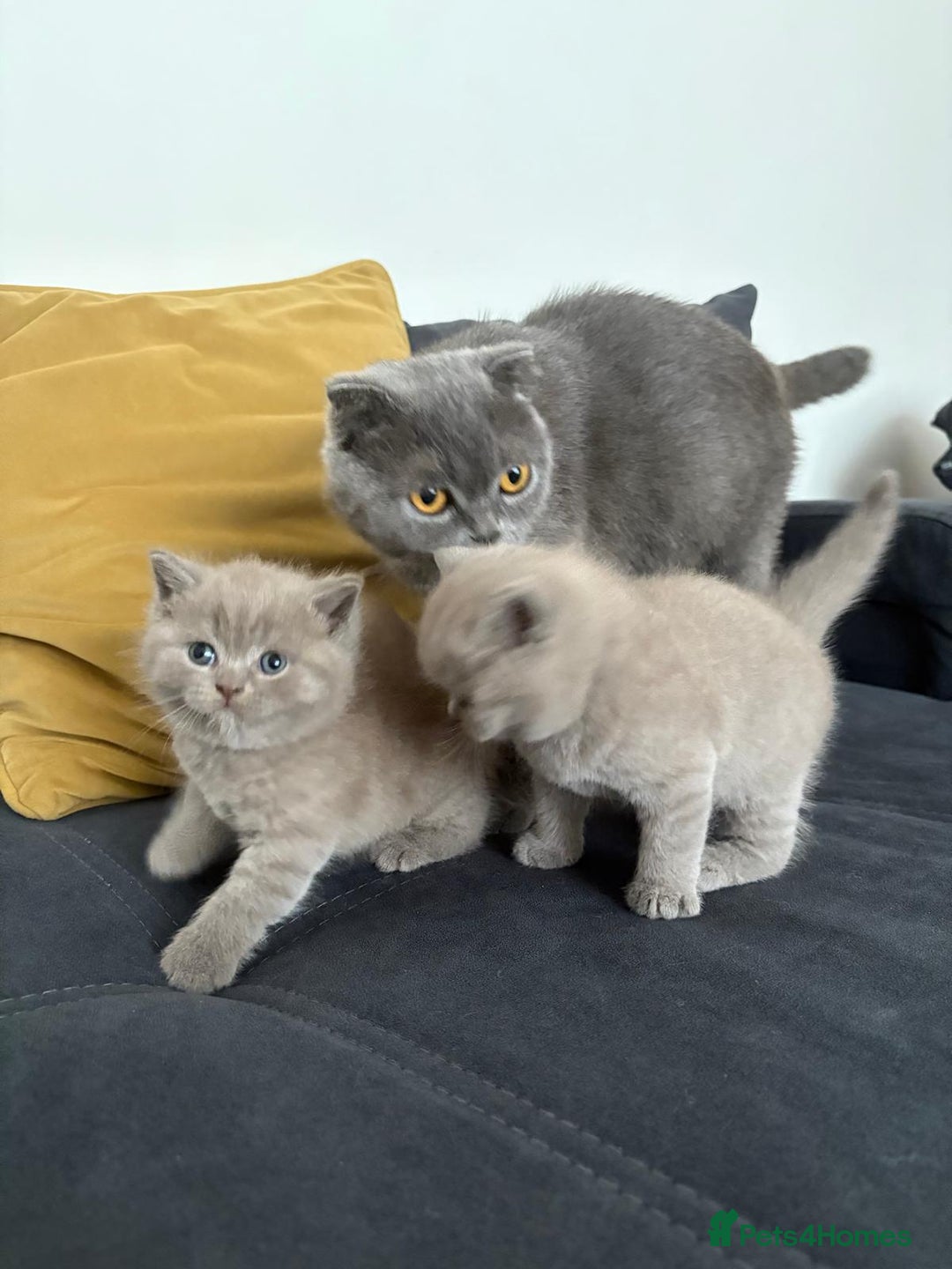 Scottish Fold cats for sale: Scottish Fold - Advert 5