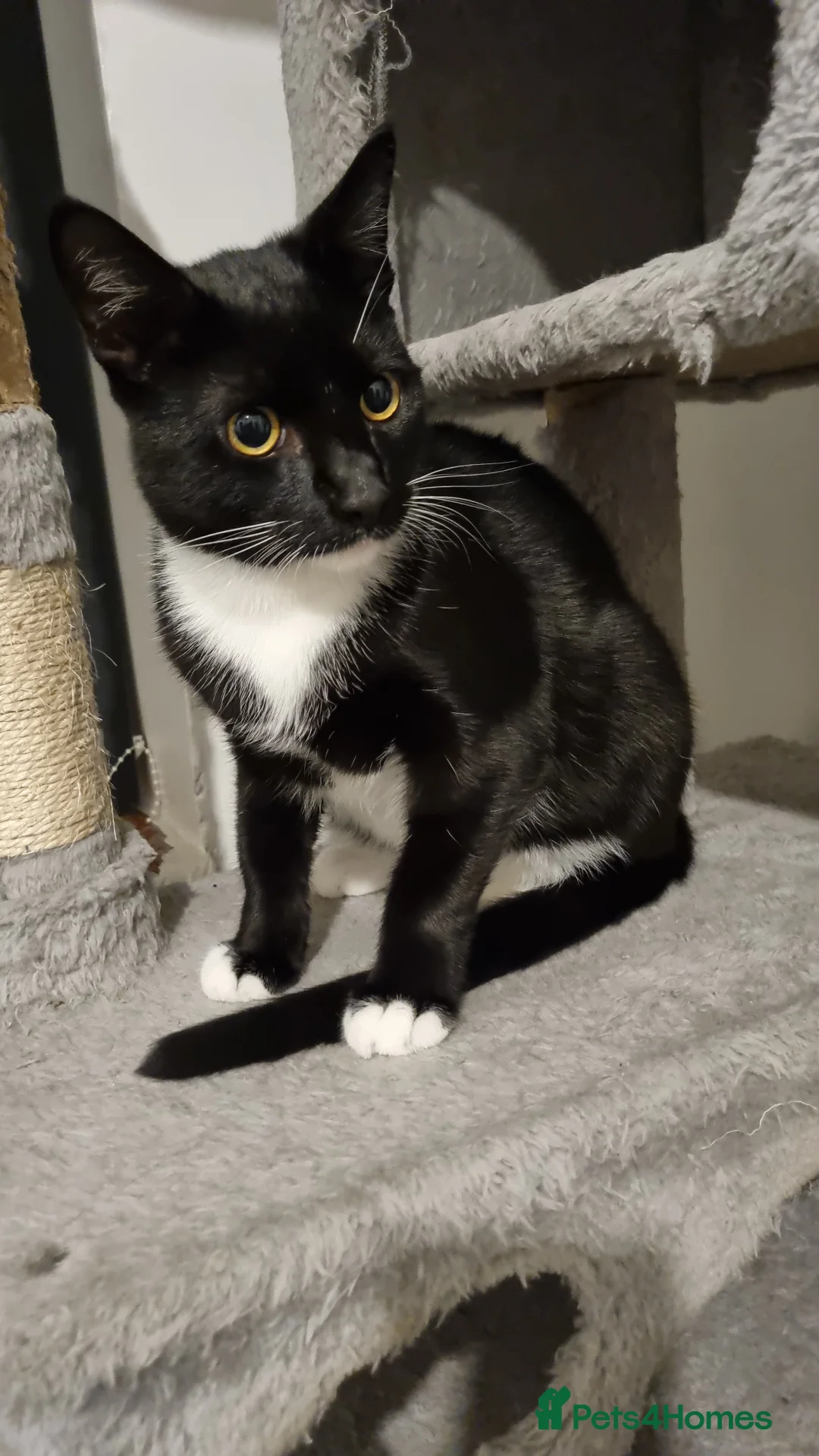 Domestic Shorthair cats for sale: Lovely Black & White Male Kitten - Advert 2