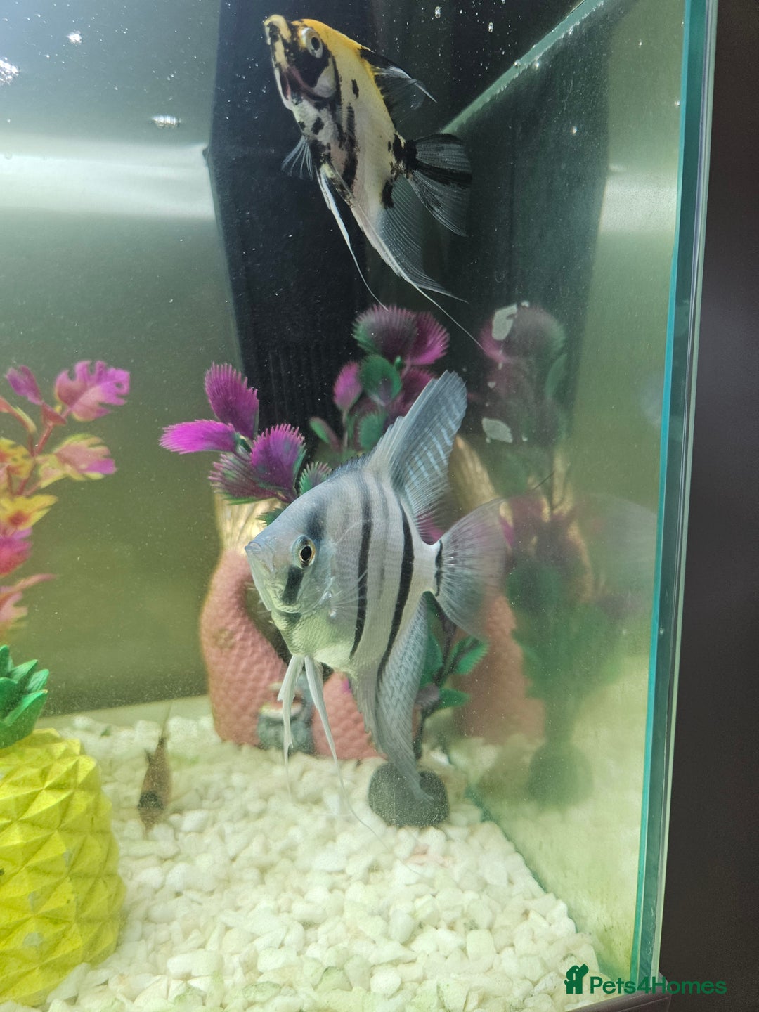 Other/Mixed Breed fish for sale: Fish, Frogs and Tank for sale  - Advert 4