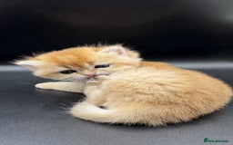 British Shorthair cats for sale: GCCF BSH GOLDEN BLACK TIPPED NY12 KITTENS - Image 24