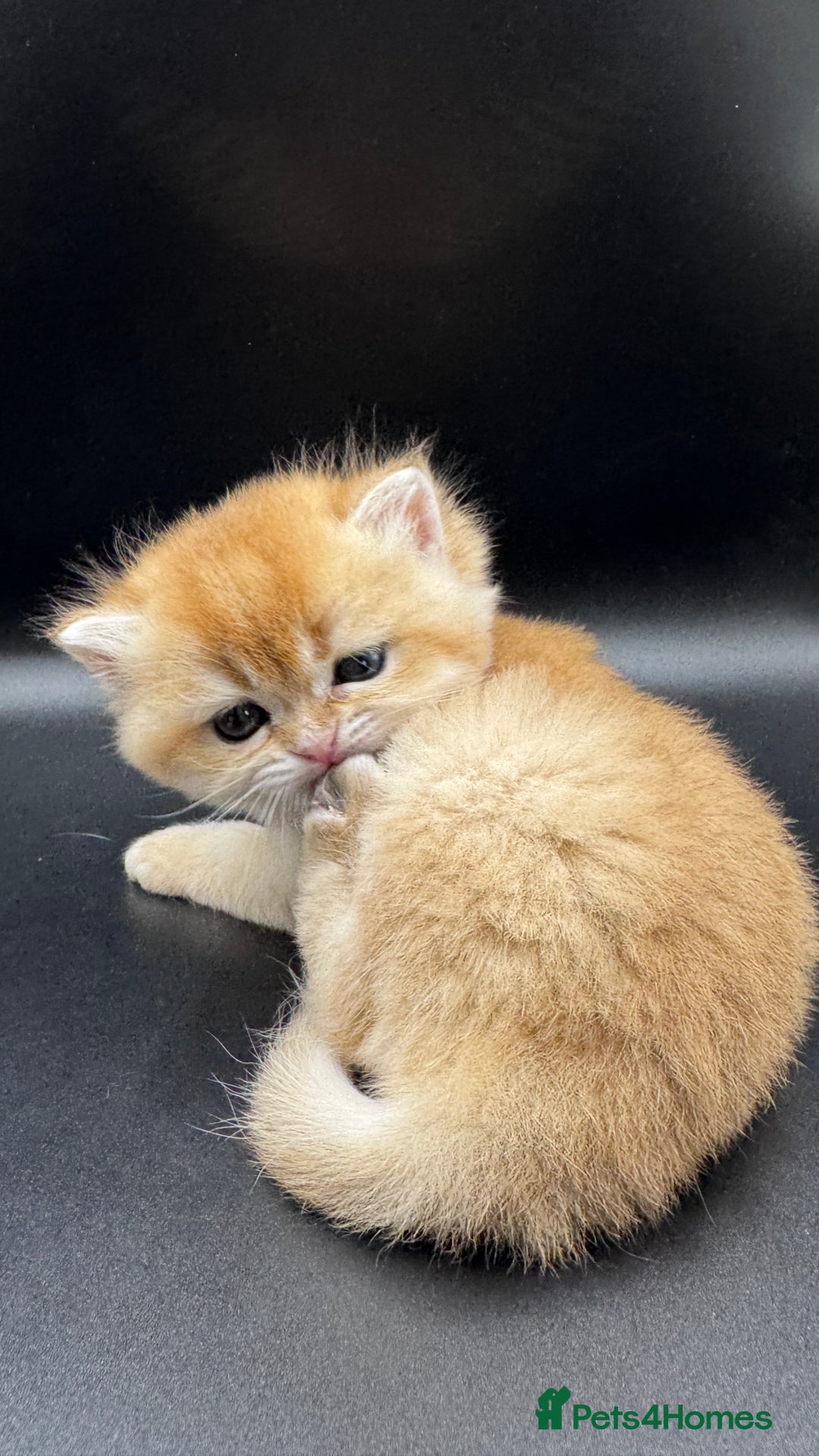 British Shorthair cats for sale: GCCF BSH GOLDEN BLACK TIPPED NY12 KITTENS - Image 24
