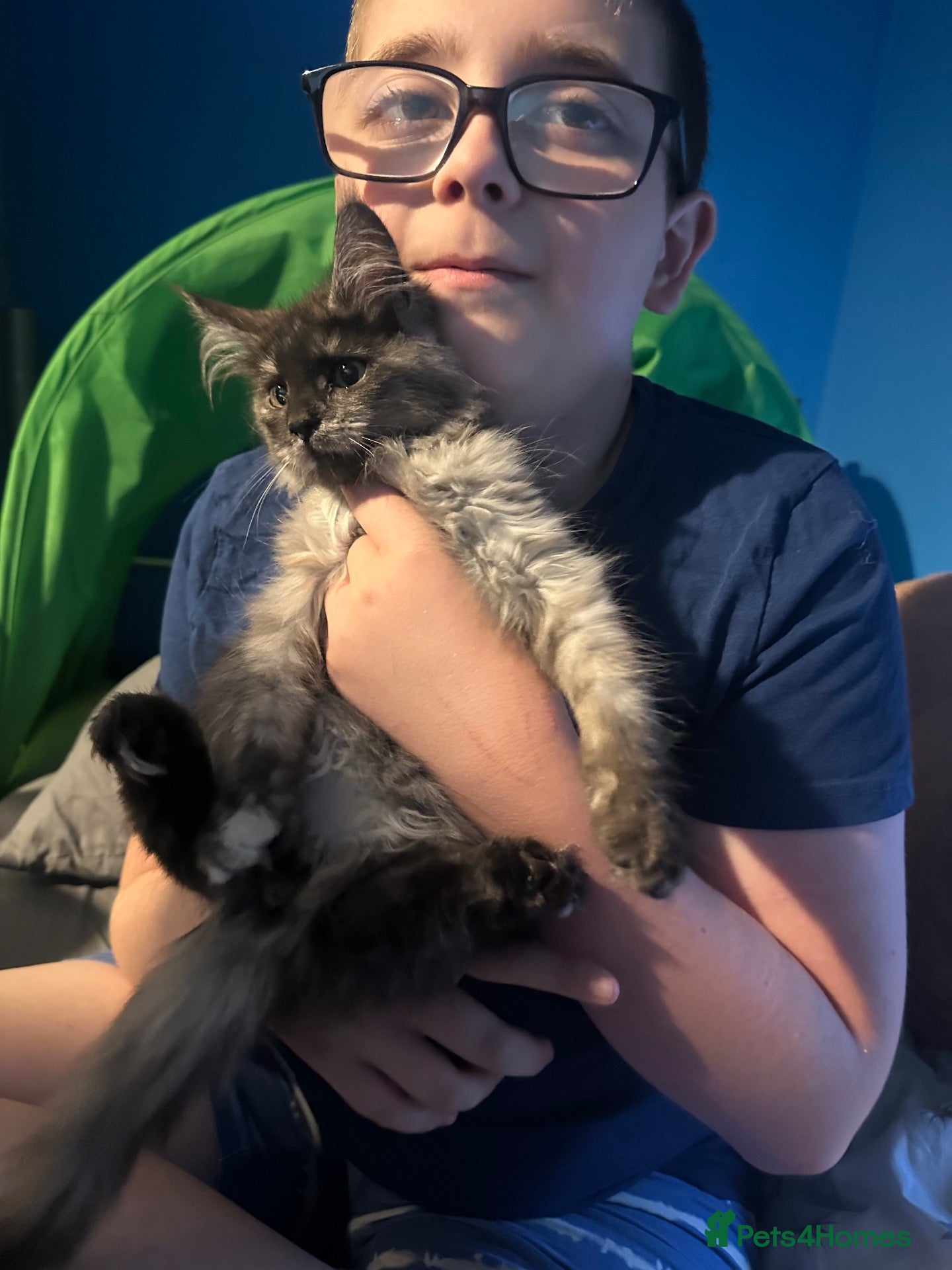 Maine Coon cats READY NOW TICA Maine Coon Smoke/Silver kittens  - Advert 2