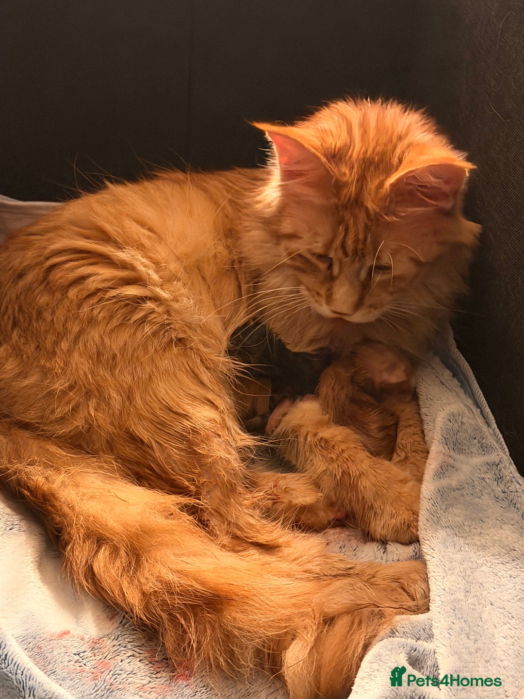 Maine Coon cats for sale: 4 gorgeous Maine coon kittens for sale  - Advert 1