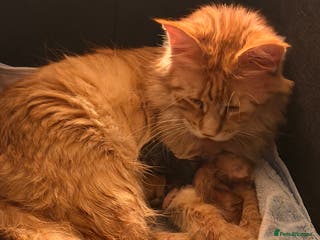 Maine Coon cats 4 gorgeous Maine coon kittens for sale - Advert 14