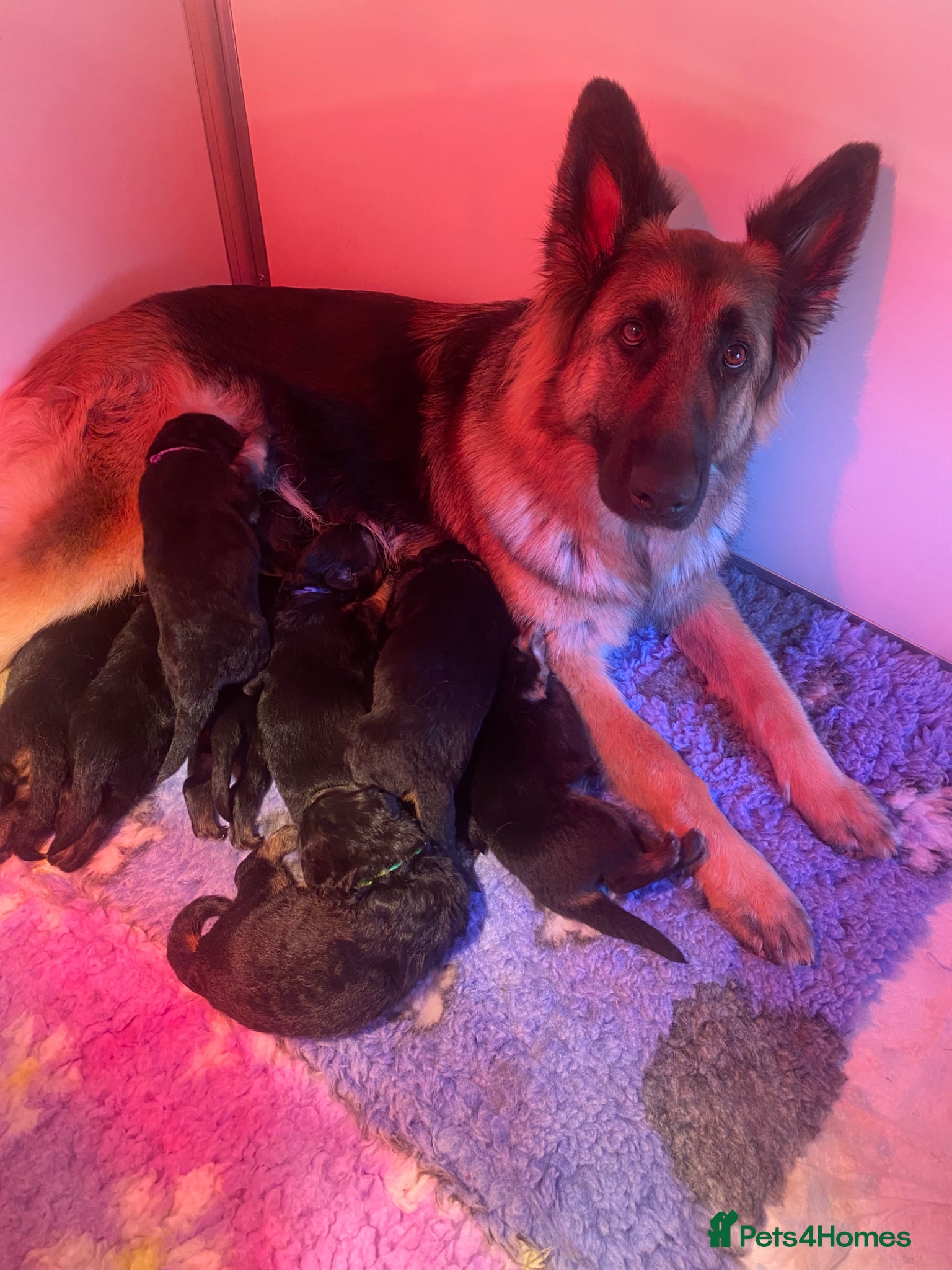 German Shepherd dogs Long haired German shepherd puppies  - Advert 4
