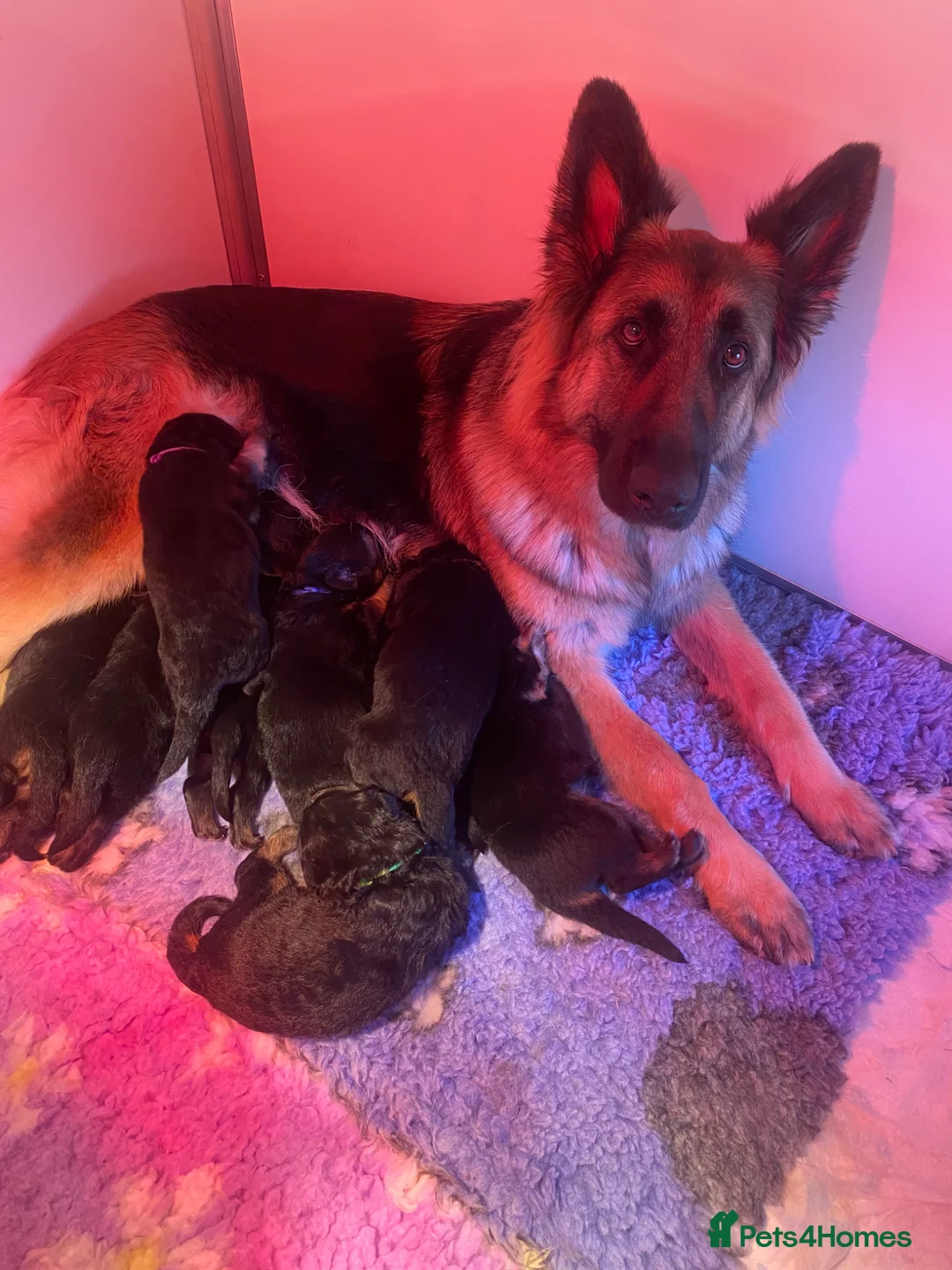 German Shepherd dogs for sale: Long haired German shepherd puppies  in Stoke-on-Trent - Advert 1