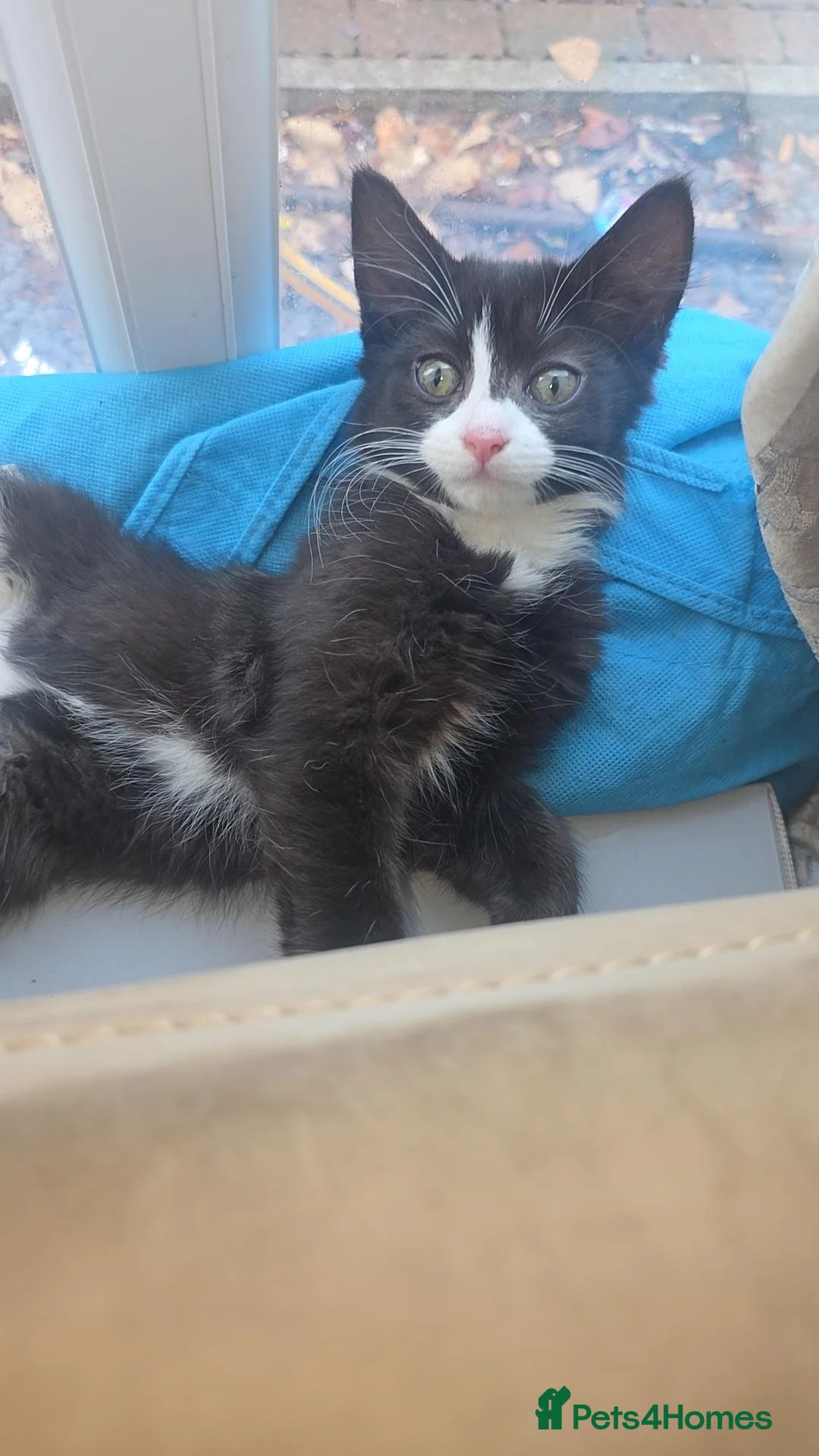 Mixed Breed cats for sale: 2 beautiful kittens for sale - Advert 2