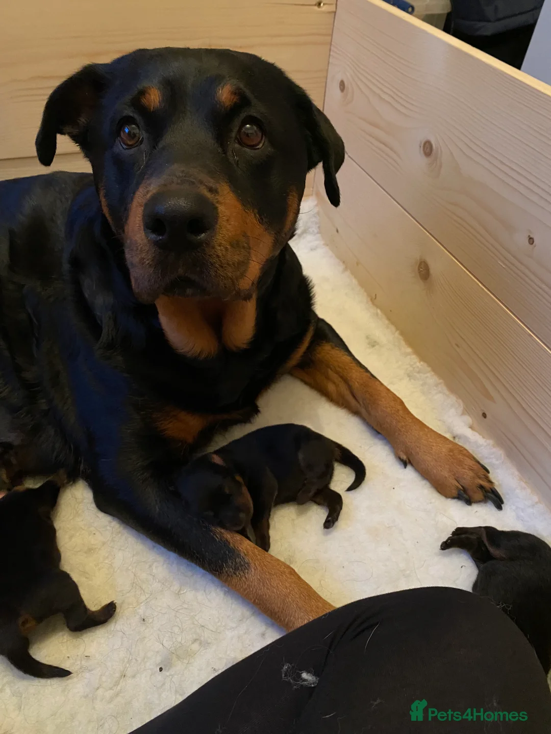 Rottweiler dogs for sale: Kasire and Calien’s stunning Rottweiler babies  - Advert 2