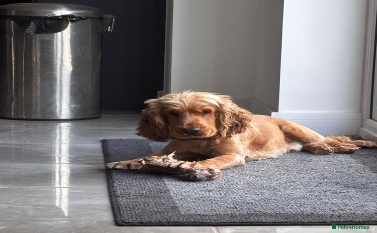 Cocker Spaniel dogs - Advert 1