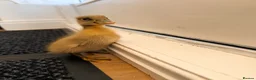 Ducks poultry for sale: 6 Indian runner ducks  in Nuneaton - Advert 3