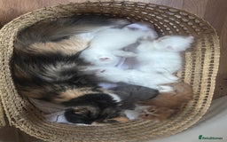 Persian cats for sale: Pure Persian baby's ready to lovely home   - Image 2