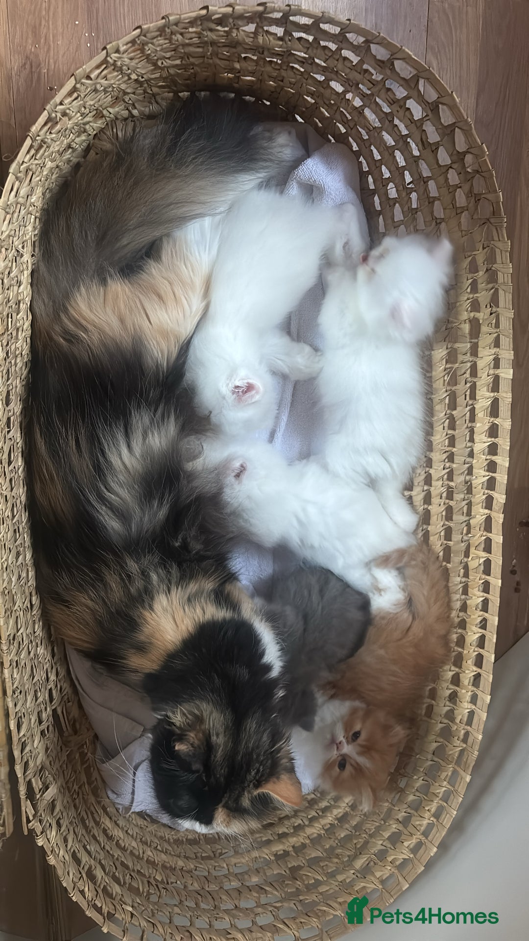Persian cats for sale: Pure Persian baby's ready to lovely home   - Image 2