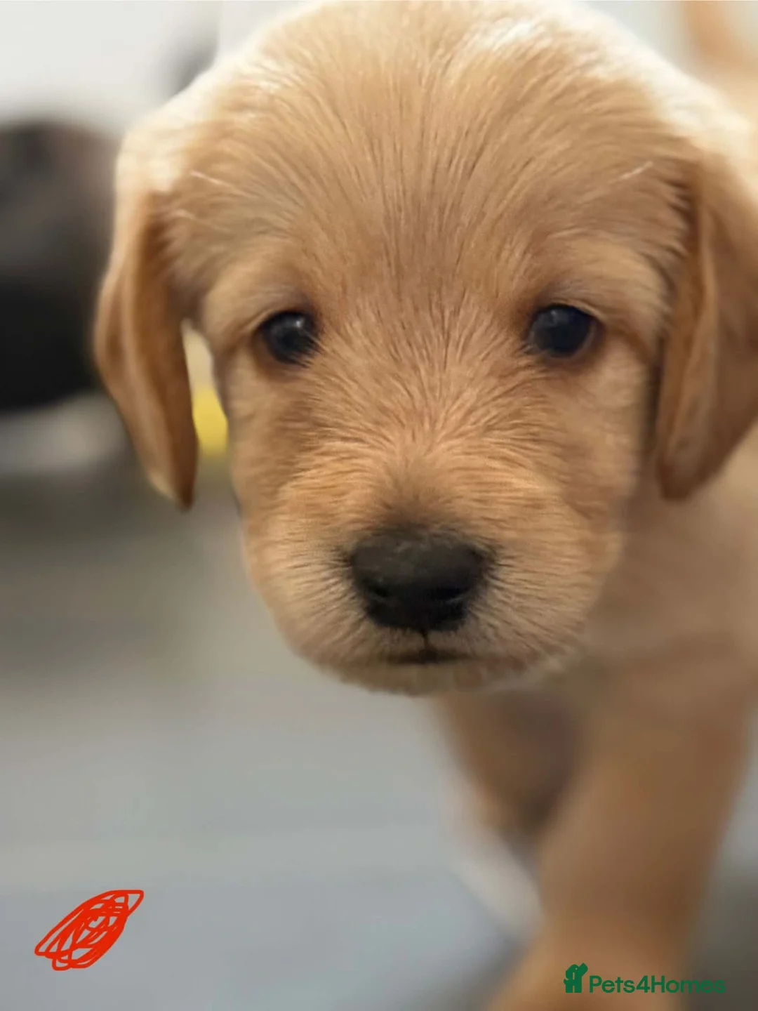 Labradoodle dogs for sale: Beautiful F2 Labradoodle Puppies. - Advert 2