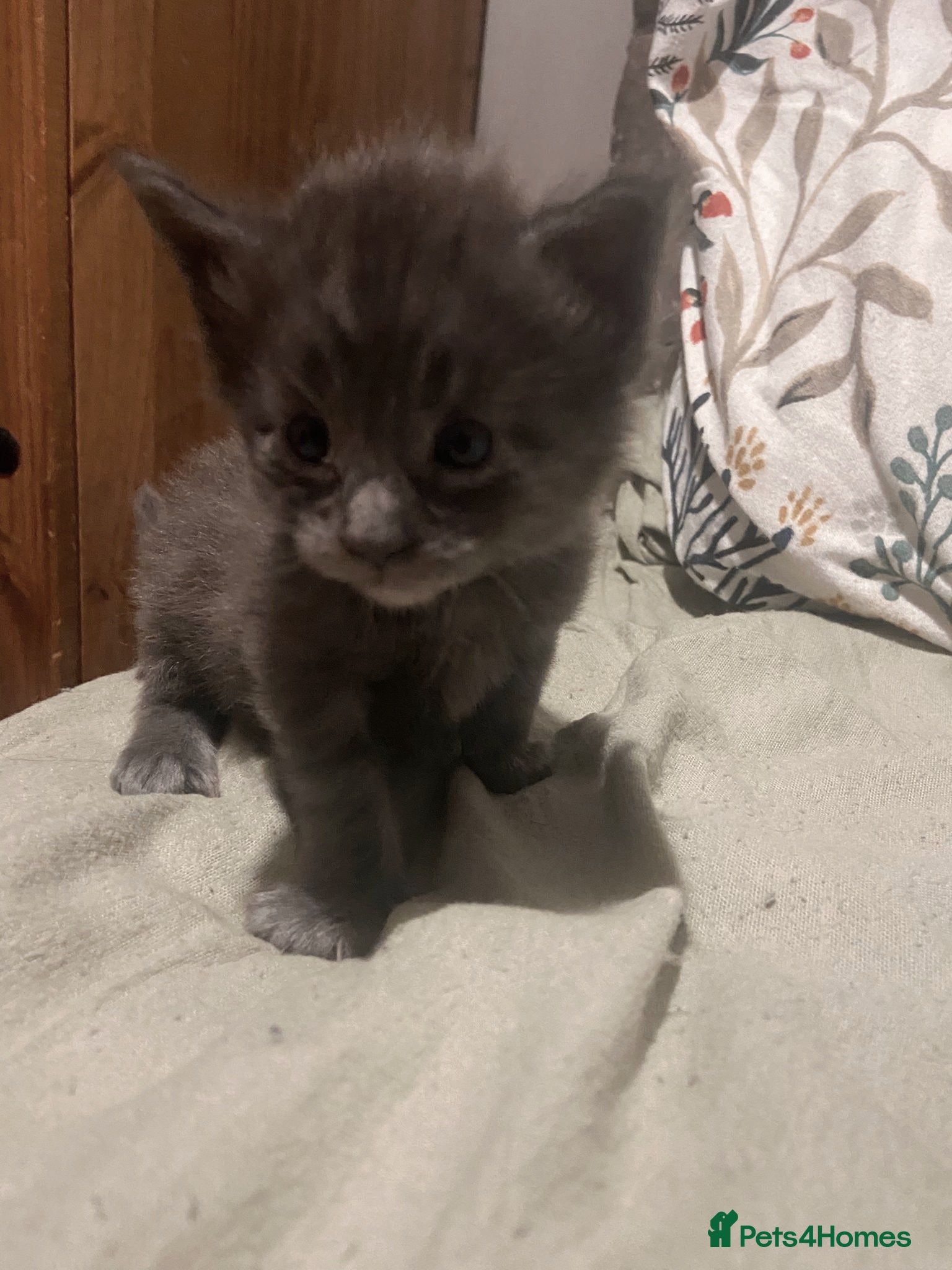 Maine Coon cats GCCF Maine coon litter  - Advert 5