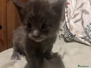 Maine Coon cats GCCF Maine coon litter - Advert 5