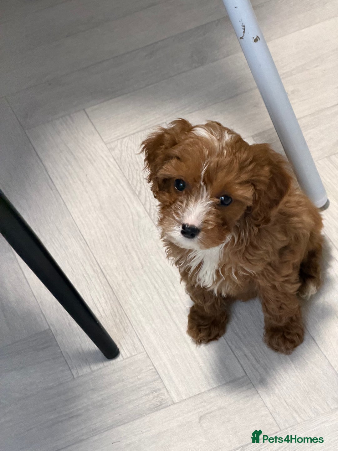 Cavapoo dogs for sale: Cavapoo puppyn - Advert 3