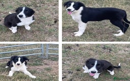Border Collie dogs for sale: Excellent litter of border collie puppies for sale in Witney - Image 2