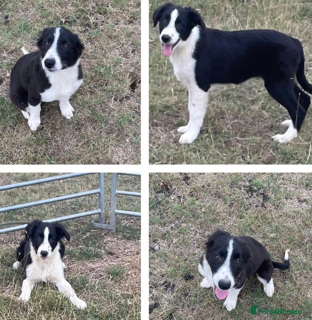 Border Collie dogs for sale: Excellent litter of border collie puppies for sale in Witney - Image 2