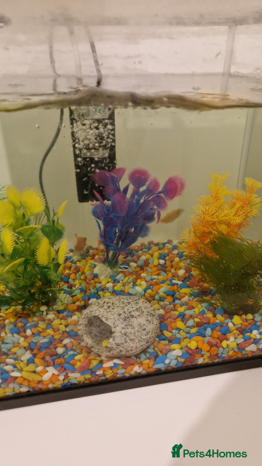 Barbs fish for sale: 4 young rosy barbs - Advert 2