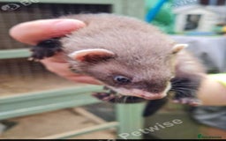 Ferret rodents for sale: 2 x polecats - Image 3