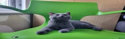 British Shorthair cats for sale: British short hair kitten  in Ilford - Advert 6