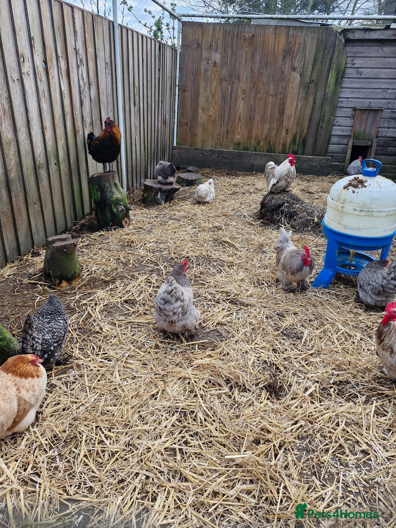 Chickens poultry Pekin bantams - Advert 9