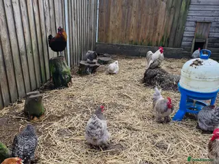 Chickens poultry Pekin bantams - Advert 9