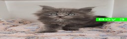 Maine Coon cats for sale: Blue Maine coon kittens + DNA health tested  - Advert 13