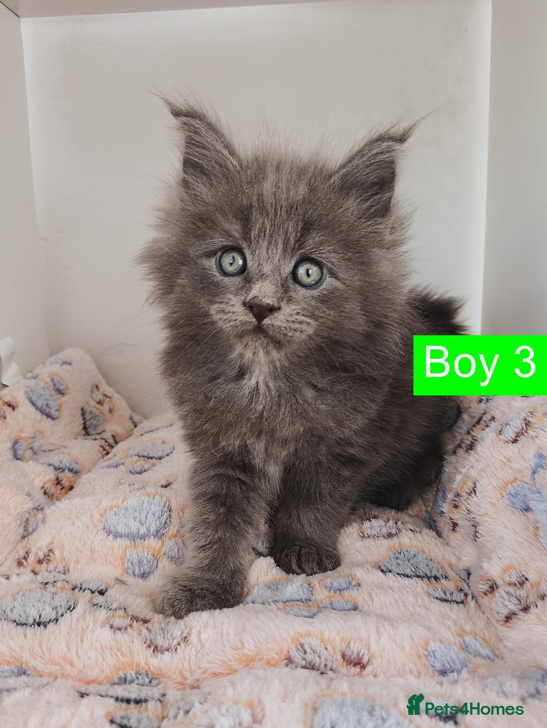 Maine Coon cats for sale: Blue Maine coon kittens + DNA health tested  - Advert 13