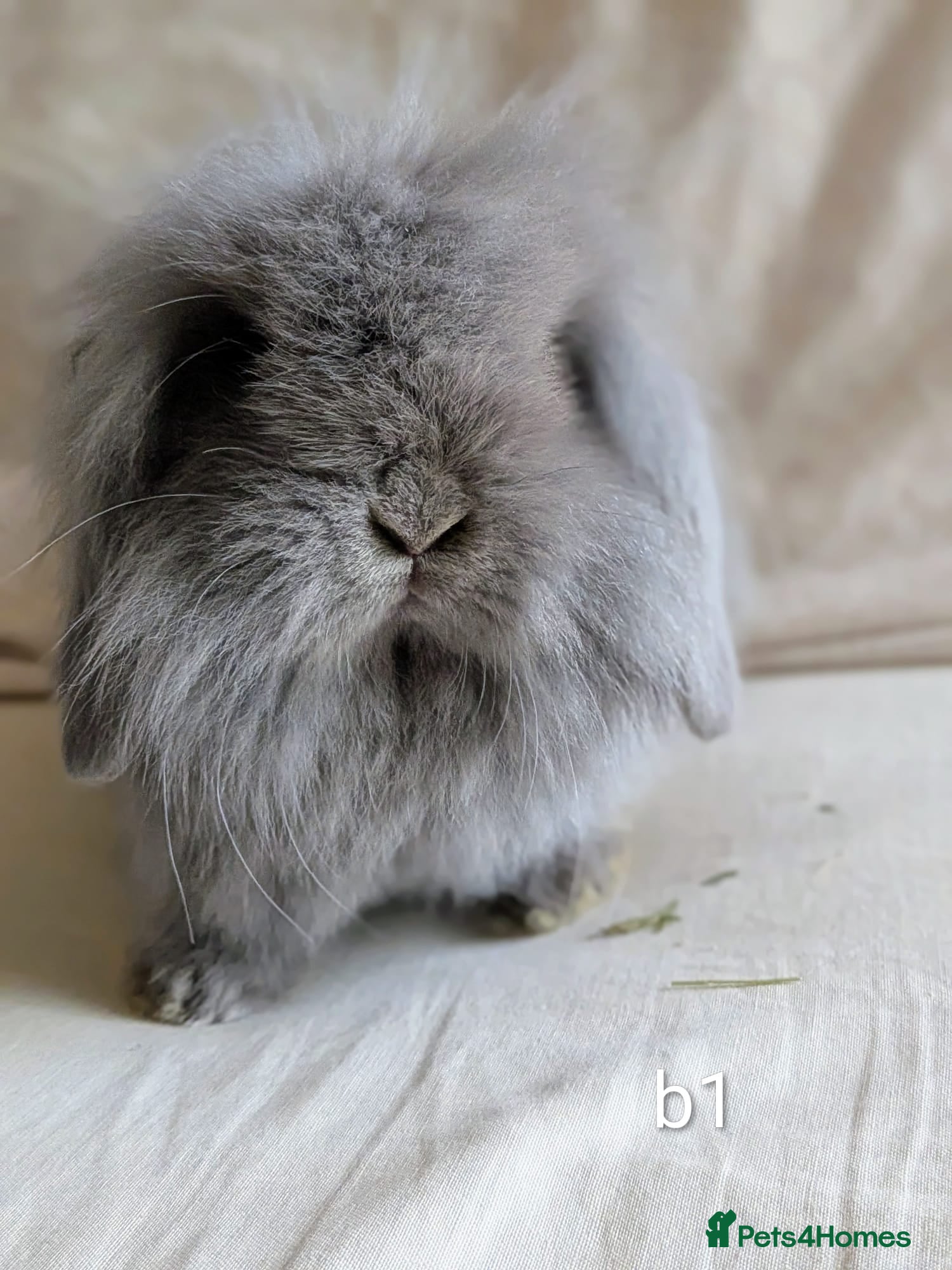 Mini Lion Lop rabbits Single main lion lops - Advert 6