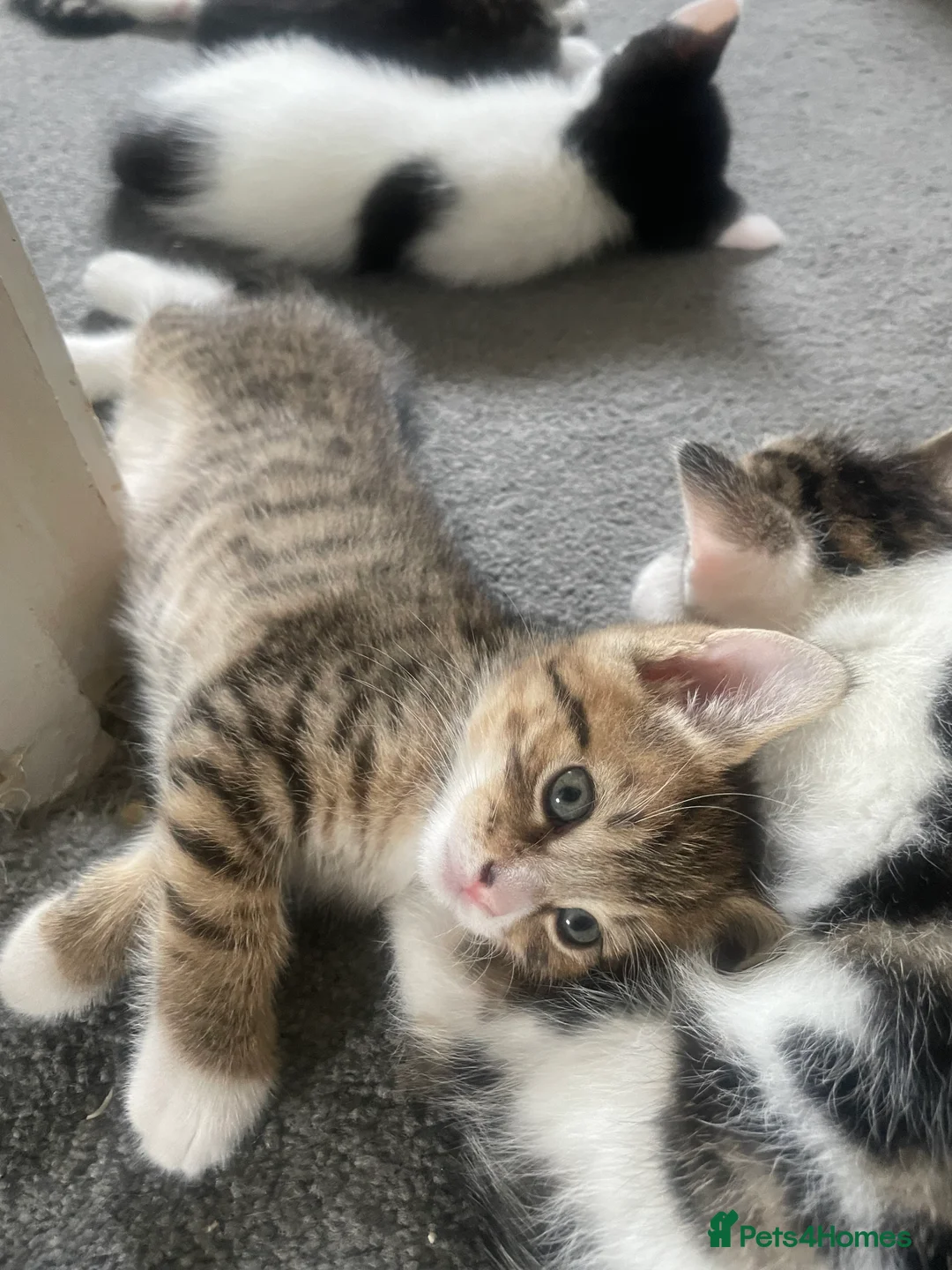 Mixed Breed cats for sale: tabby kittens - Advert 6