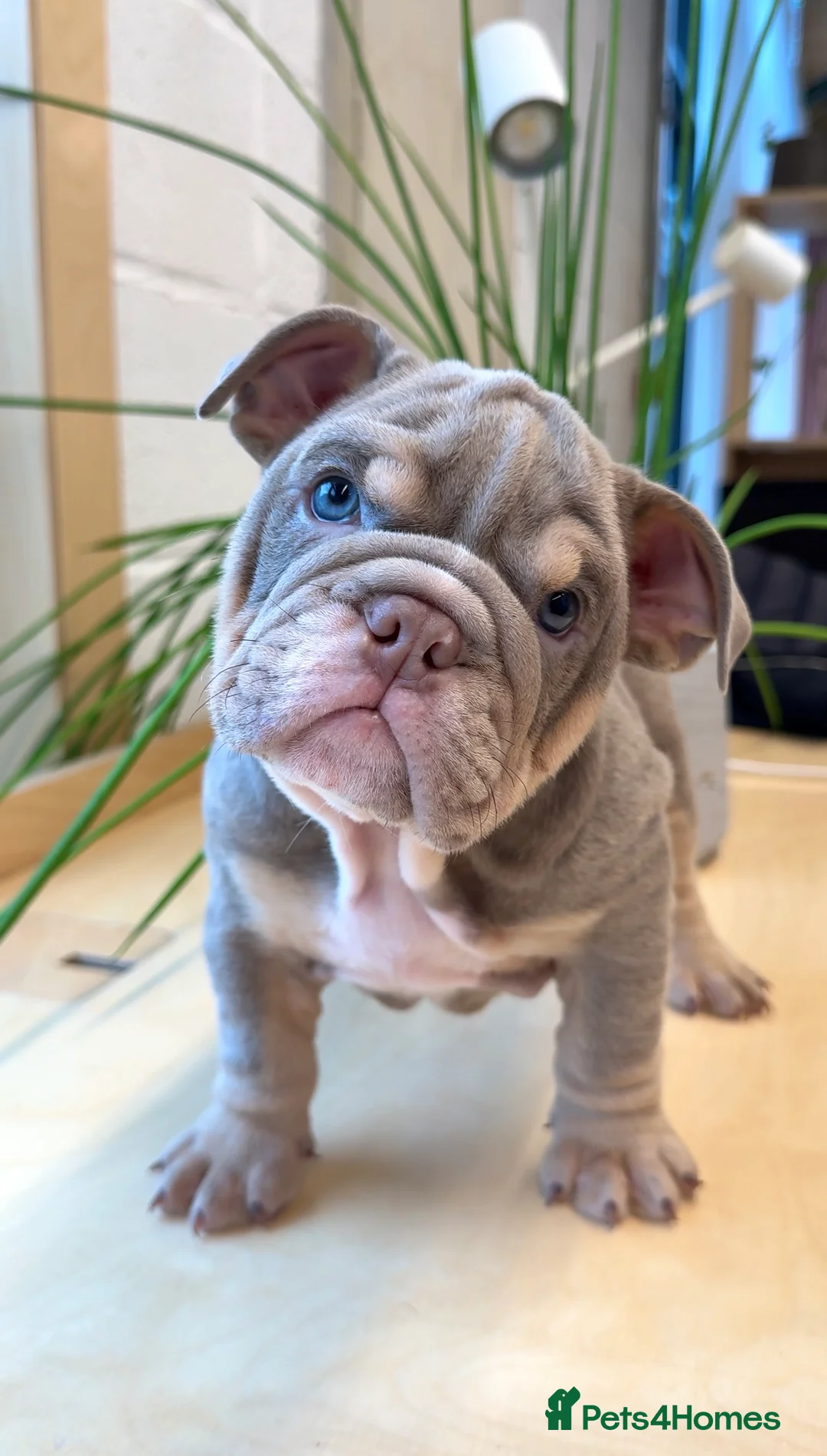 English Bulldog dogs for sale: Elite KC Registered English Bulldog Puppies - Advert 1