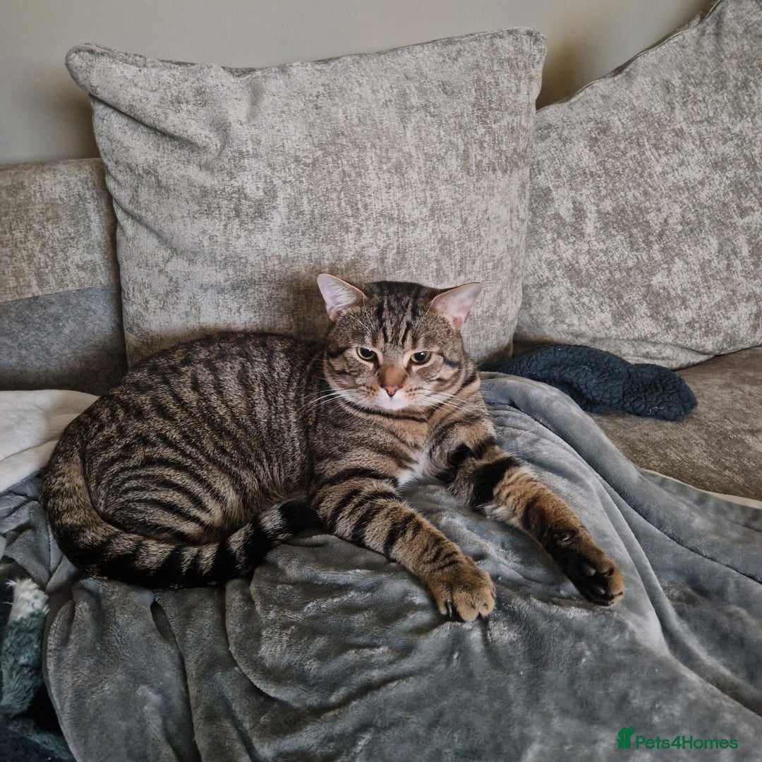 Mixed Breed cats for sale: Beautiful 18mth old Boy cat  - Advert 5