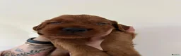 Irish Setter dogs for sale: Irish Setter Puppies in Galashiels - Advert 12