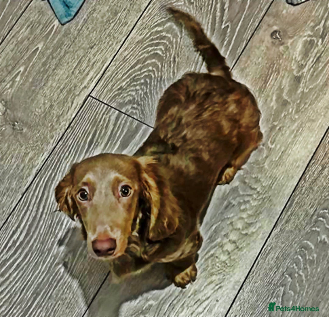 Miniature Dachshund dogs for stud: 🏆ISRI, CHAMPION STUD🏆 - Advert 6