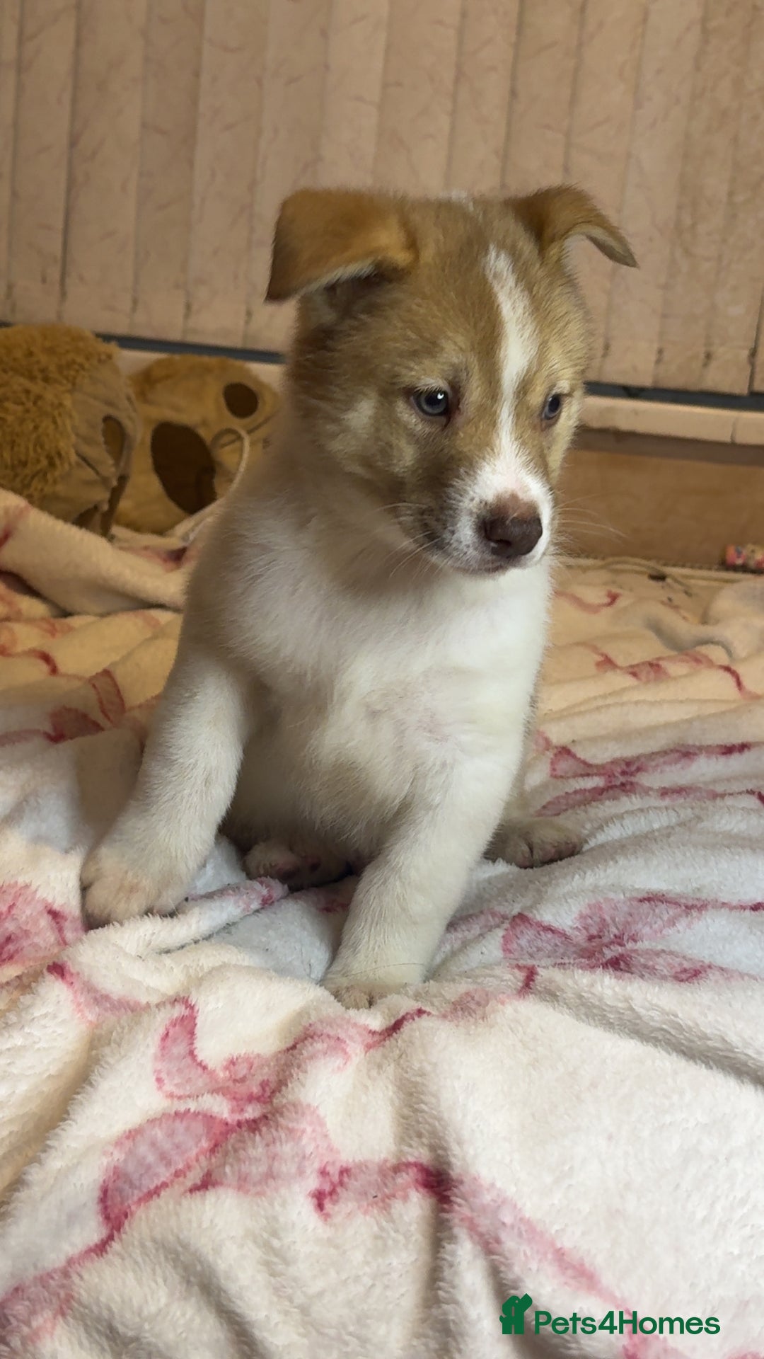 Siberian Husky dogs for sale: Siberian husky  - Advert 5
