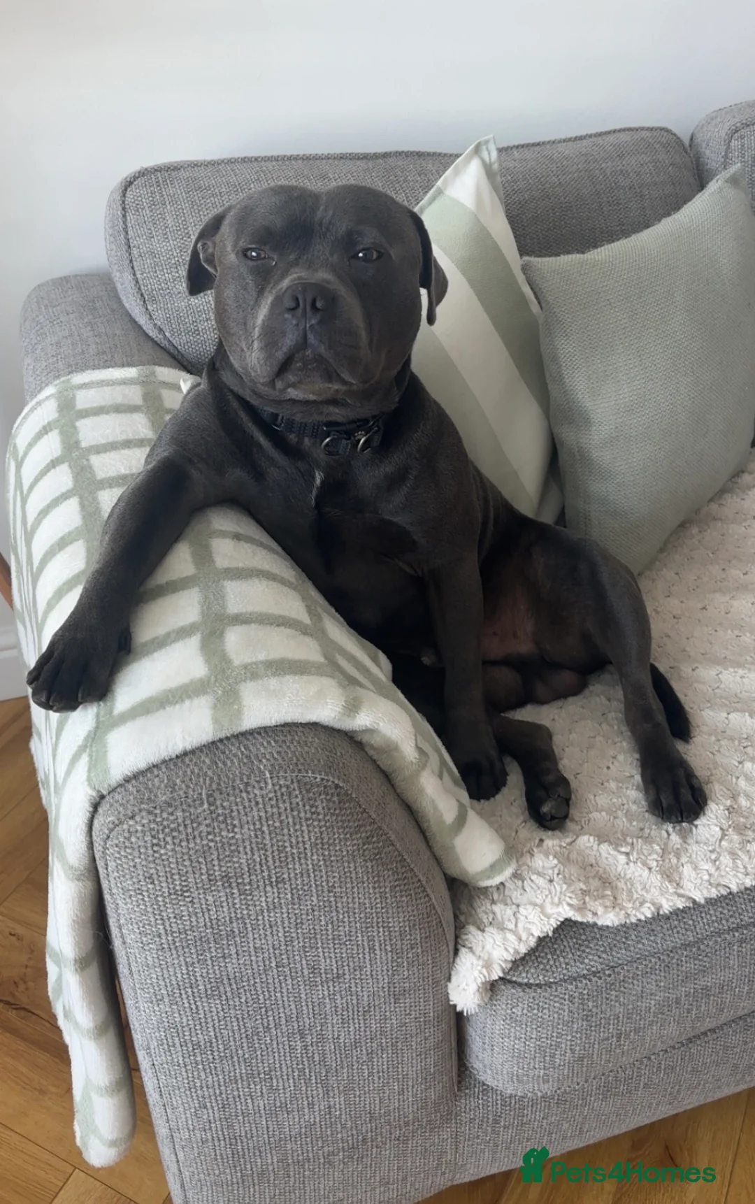 Staffordshire Bull Terrier dogs for stud: Staffordshire Bull Terrier Stud in Chester - Advert 5