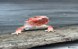 Bearded Dragon reptiles for sale: Red Monster Bearded Dragon - Image 2