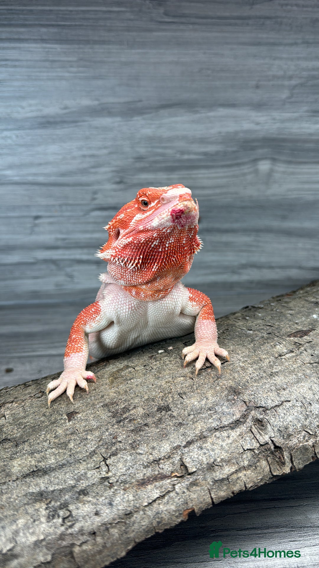 Bearded Dragon reptiles for sale: Red Monster Bearded Dragon - Image 2