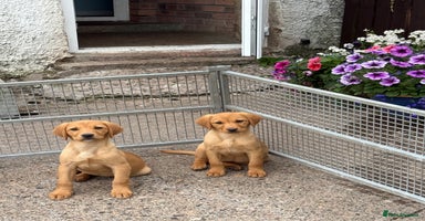 Labrador Retriever dogs in Lanark - Advert 7