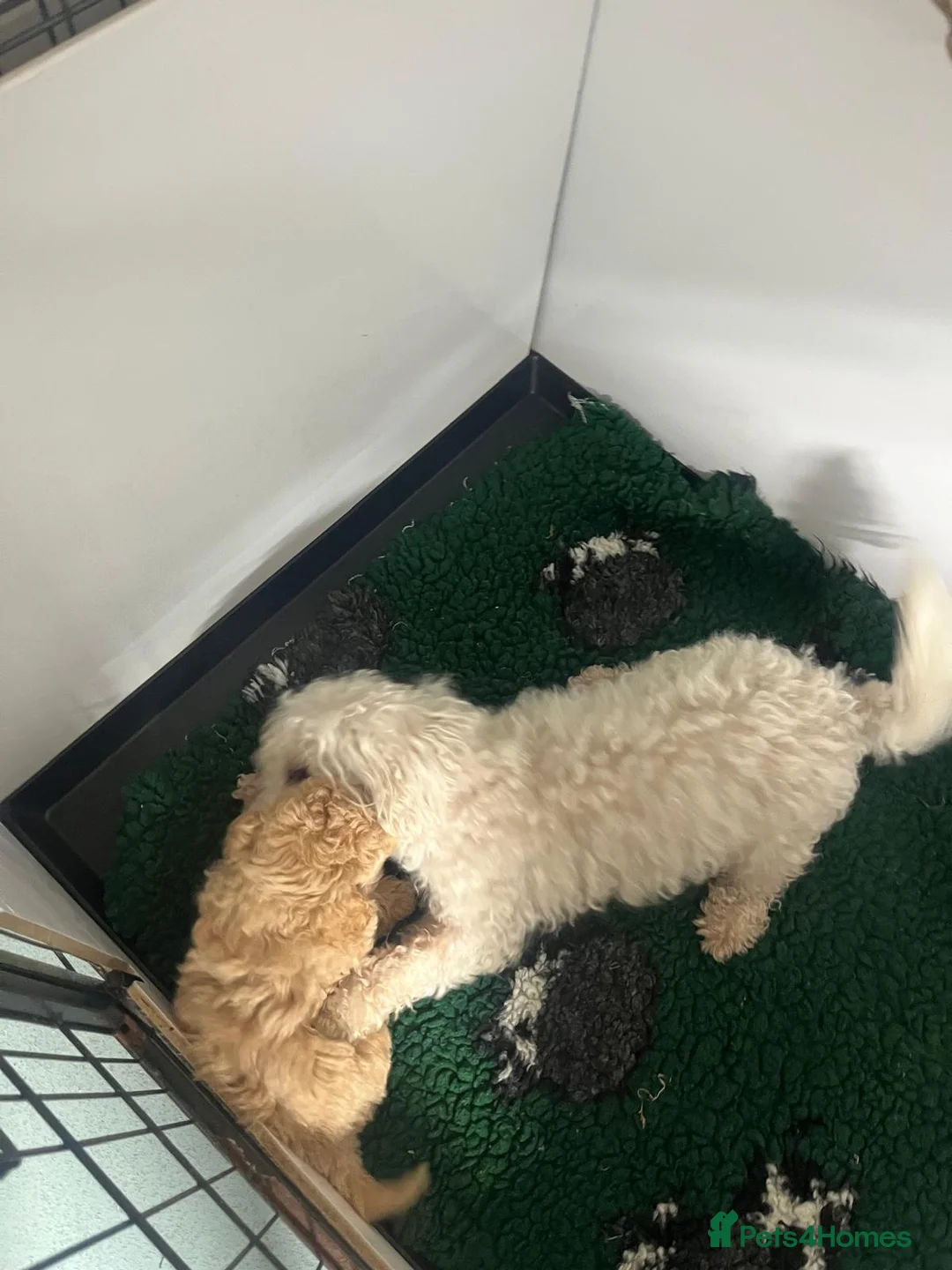 Maltipoo dogs for sale: 🤩 2 stunning female Maltipoo 🤩 - Advert 4