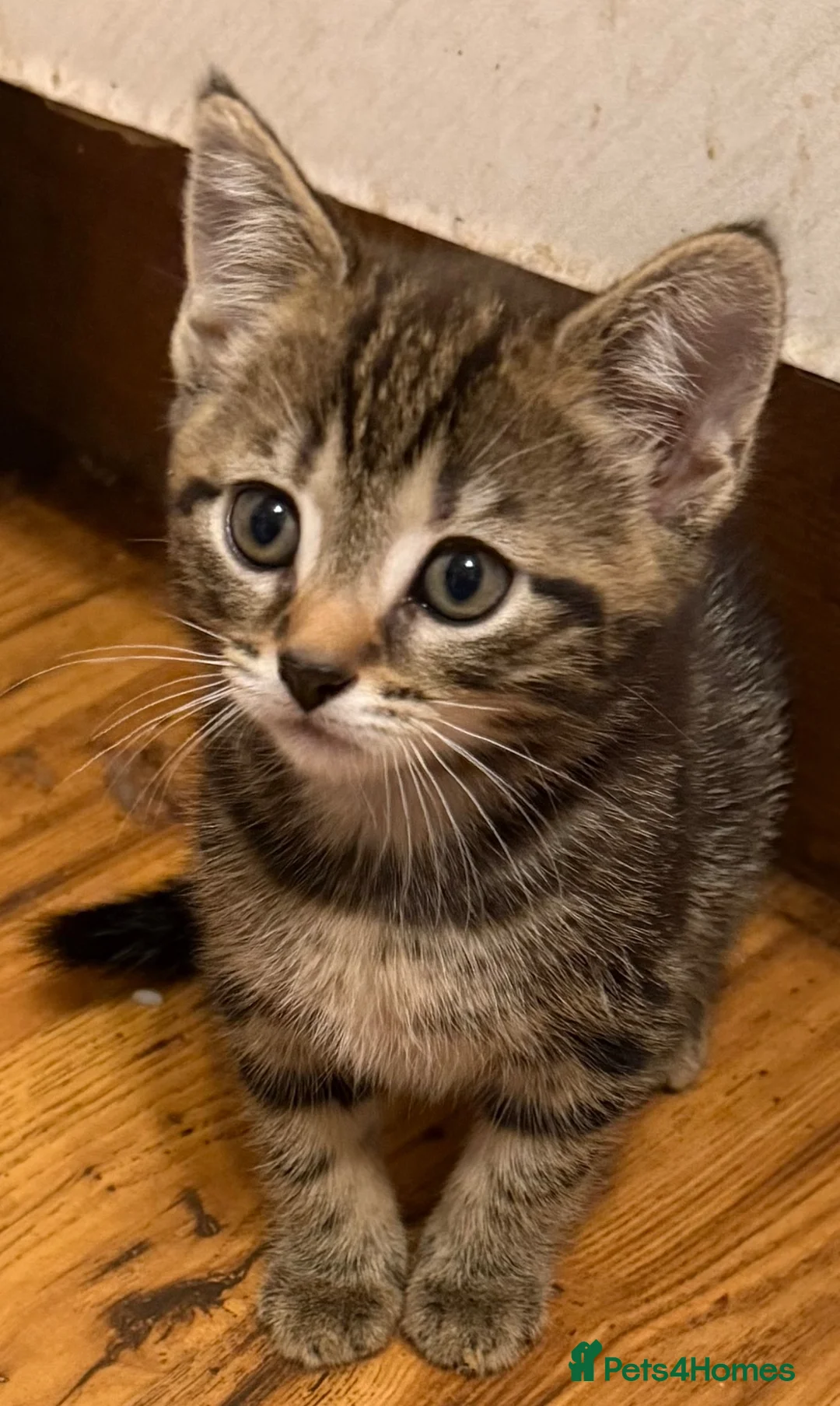 Mixed Breed cats for sale: Kittens in Sidcup - Advert 2