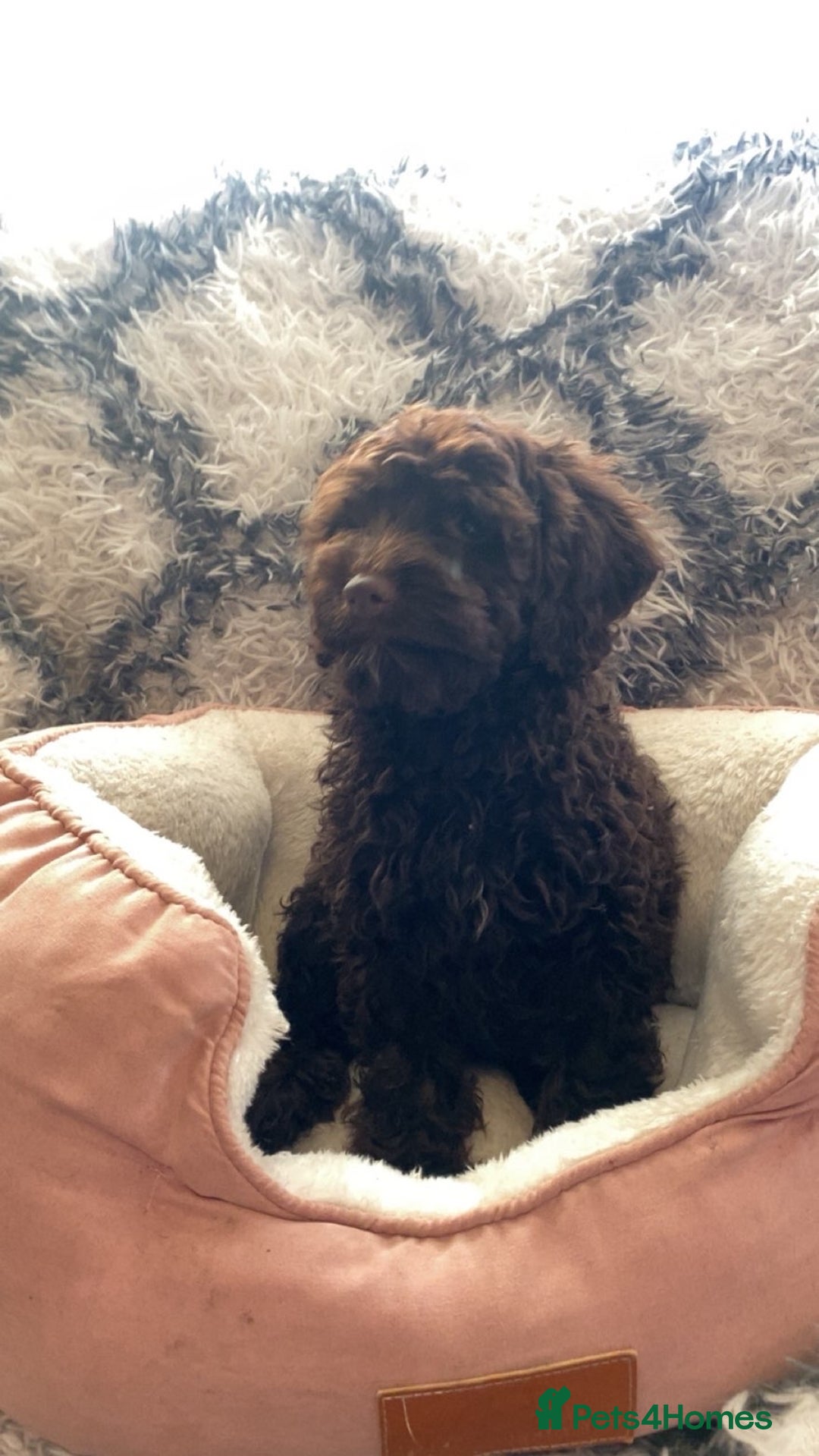 Cockapoo dogs for sale: Amazing choc cockerpoo pups for sale READY NOW  - Advert 1