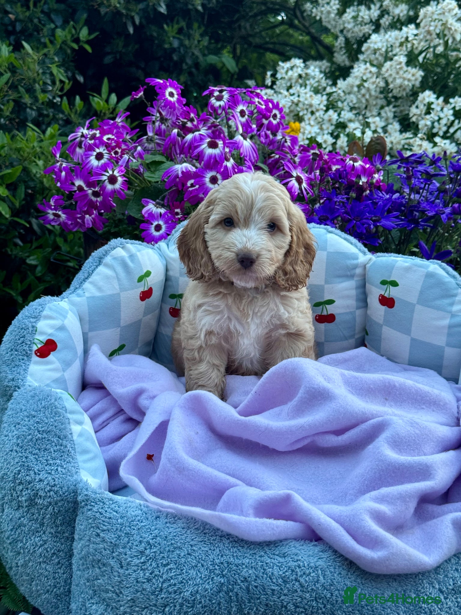 Cockapoo dogs 4 left gorgeous f1 apricot Cockerpoos  - Advert 1